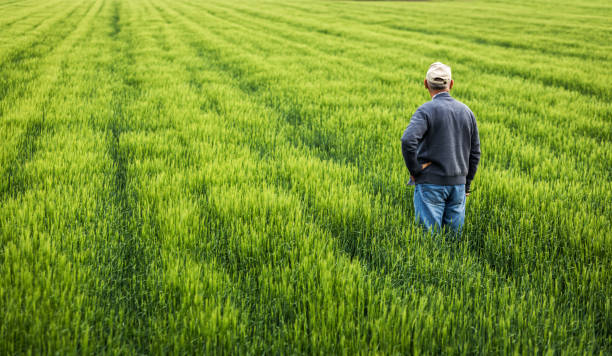 istock Senior farmer standing in barley field examining crop. 1404145517