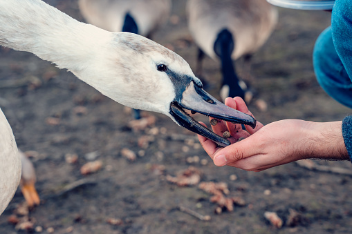 Close up of man hand giving fresh grass for swimming swan