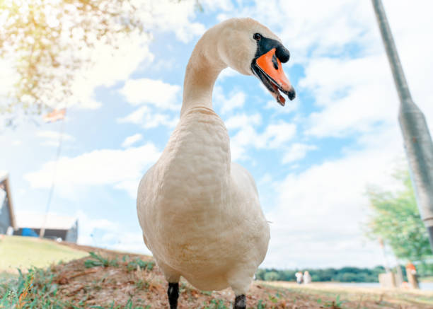 cisne blanco en la orilla del lago contra el cielo azul - cisne blanco comun fotografías e imágenes de stock