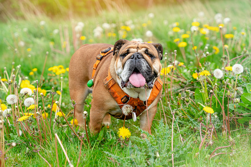 Red english british Bulldog in orange harness sitting on seaside out for a walk in summer day