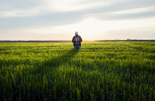 Senior farmer standing in barley field examining crop.