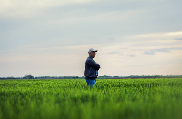 istock Senior farmer standing in barley field examining crop. 1404146578