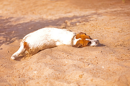 cute jack russell terrier lies on the beach in sunny sand, horizontal\