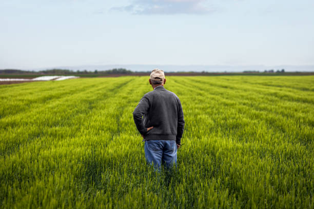 istock Senior farmer standing in barley field examining crop. 1404146636