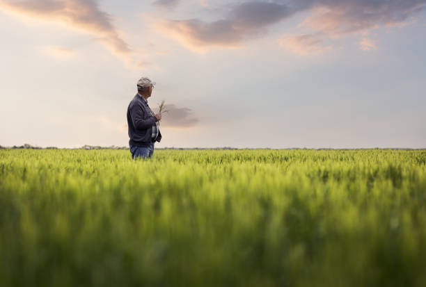 istock Senior farmer standing in barley field examining crop. 1404146649