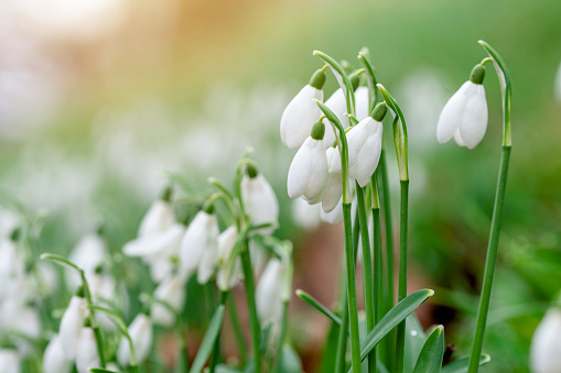 Close shot of spring snowflakes, Leucojum vernum.