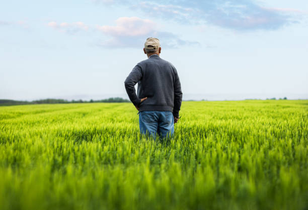 istock Senior farmer standing in barley field examining crop. 1404146734