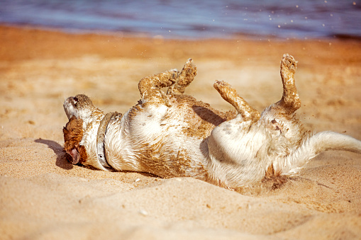 funny wet jack russell terrier wallows in the sand on the beach in sunny sand, horizontal