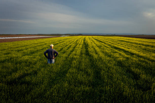 istock Senior farmer standing in barley field examining crop. 1404146935