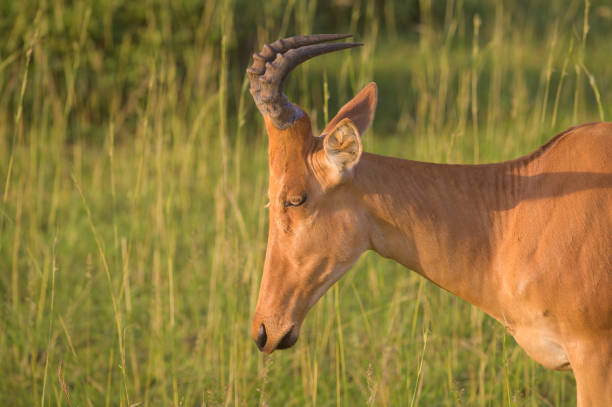 Portrait of a hartebeest (Alcephalus lelwel) in Murchison Falls National Park (Uganda), sunny morning in May
