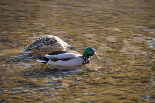 istock A pair of mallard ducks. 1404147322