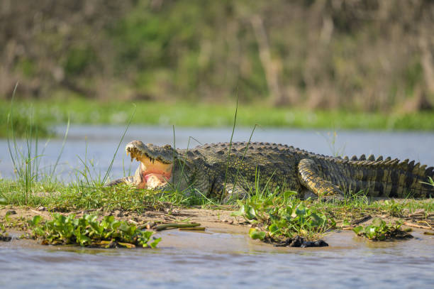 istock A Nile crocodile resting in the sun 1404147325
