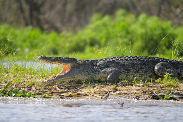 istock A Nile crocodile resting in the sun 1404147338