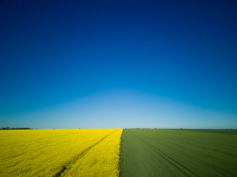 Yellow Canola Field with blue sky and white clouds.Yellow Canola Field with blue sky.