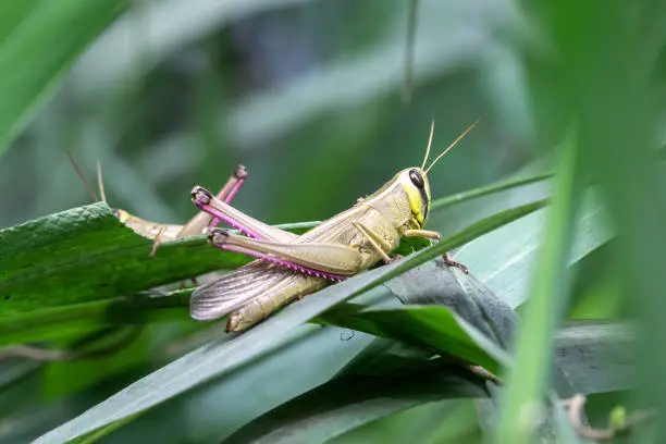 Photo of Background green grasshopper on a leaf.