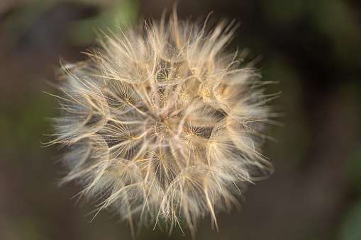 closeup view of dandelion flowers seeds