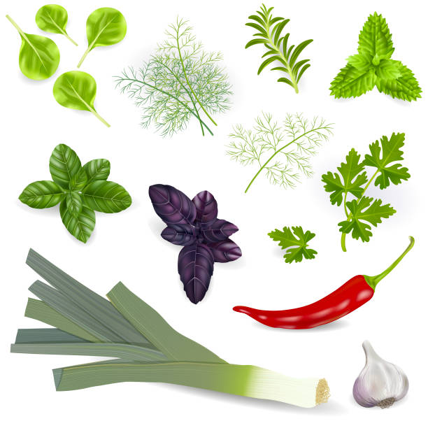 zioło i przyprawa. - herb cooking garlic mint stock illustrations