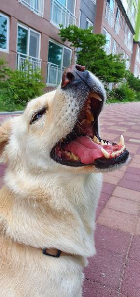 istock Happy dog On a Walk 1404156660