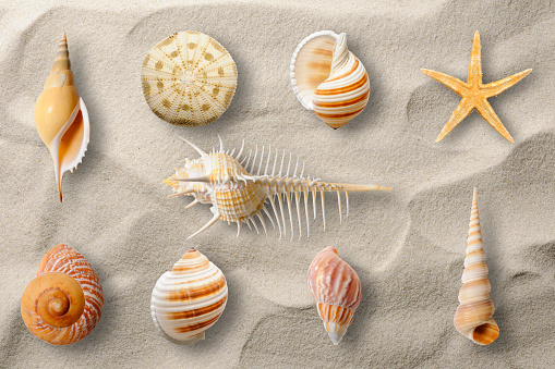 Overhead shot of Seashell collection on the sandy beach.