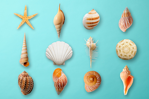 Seashells on a white background. Beach and tropical vacation themes. Still life of seashells.
