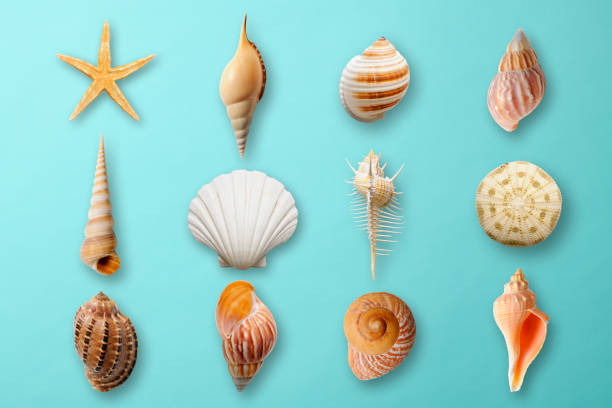 Seashell collection on light blue background Overhead shot of Seashell collection on light blue background. shell starfish orange sea stock pictures, royalty-free photos & images