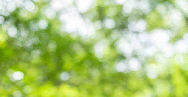 istock abstract blur green nature background 1404158099