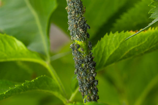 istock Aphids curled foliage, close up Leaf curled on cherry tree, Prunus sp, caused by Black cherry aphid, black cherry aphid attack under side of leaves 1404158309