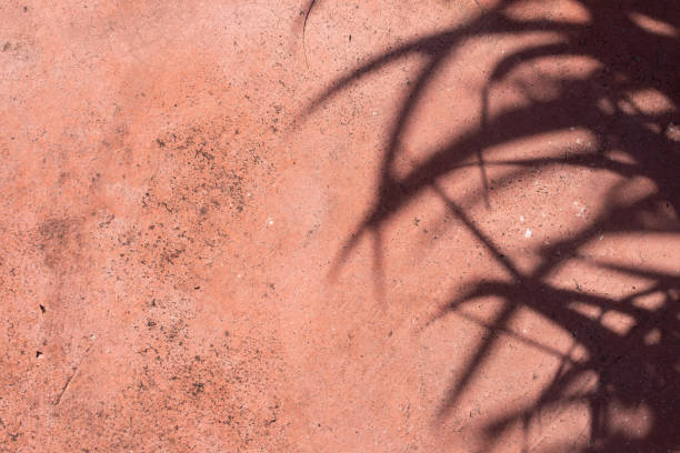 istock Top view of green tropical leaf shadow on red background.copy space for background 1404158381