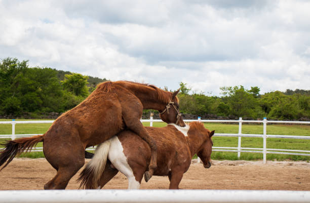 istock A pair of horses. 1404158712