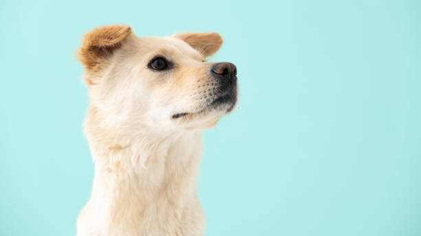 istock Dog on Mint Green Background 1404159455