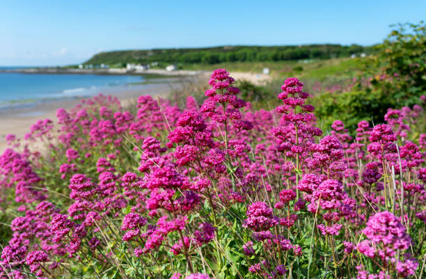 istock Pink Flowers At Port Eynon Beach 1404160960