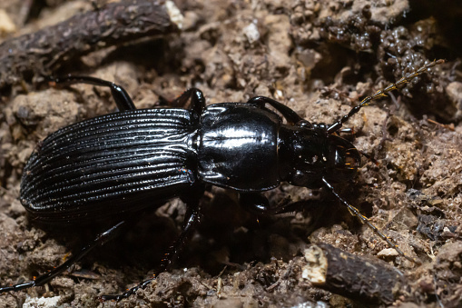 summertime macro photos in europe black beetle crawling on forest soil.