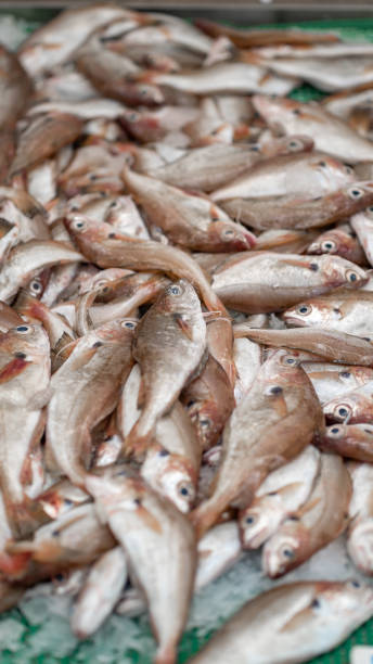 istock fish market fresh eat 1404161459