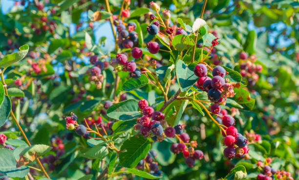 シャドベリーの色とりどりの熟した果実の枝 - shadberry ストックフォトと画像