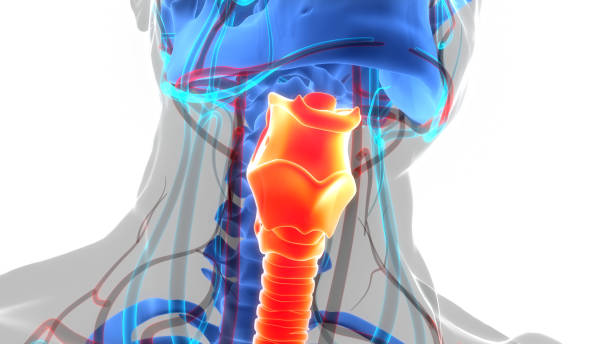 istock Human Respiratory System Larynx and Pharynx Anatomy 1404165449