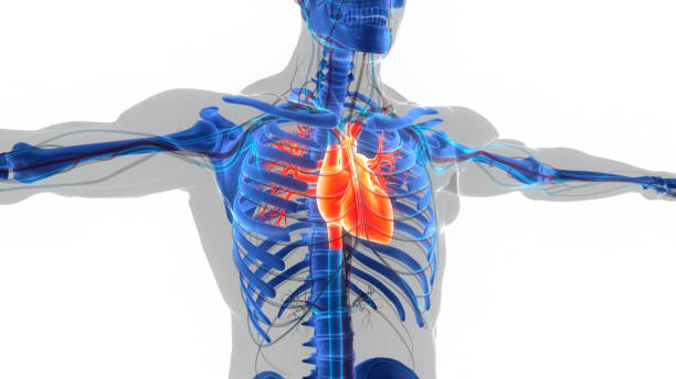 istock Human Circulatory System Heart Anatomy 1404165454