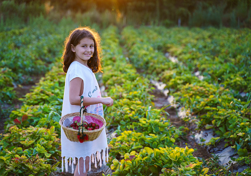 Little girl picking fresh strawberries on an organic strawberry field