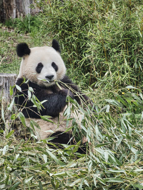 istock big panda sitting eating bamboo. Endangered species. Black and white mammal 1404165919