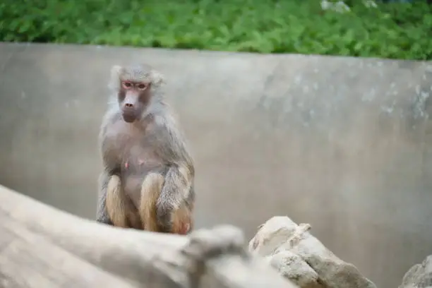 Photo of Baboon on rock. Relaxed monkeys that live in the family association. Big monkeys