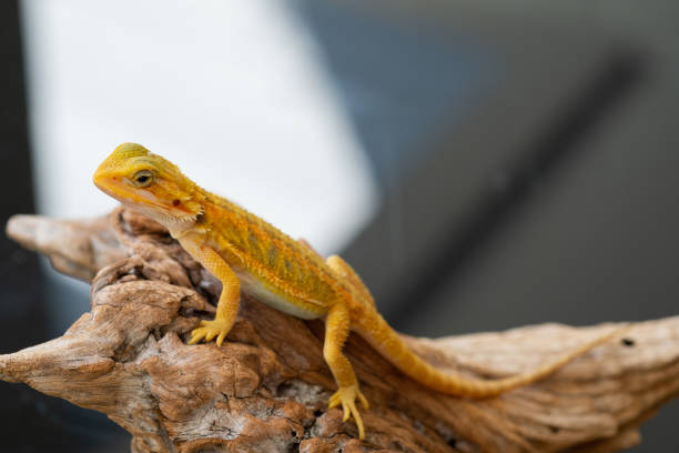 istock bearded dragon on ground with blur background 1404167383