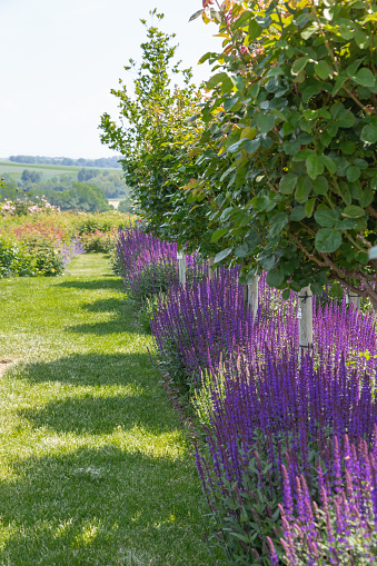 Garden view at a row of lavender plants (lavandula angustifolia) in full bloom under small trees with green leaves