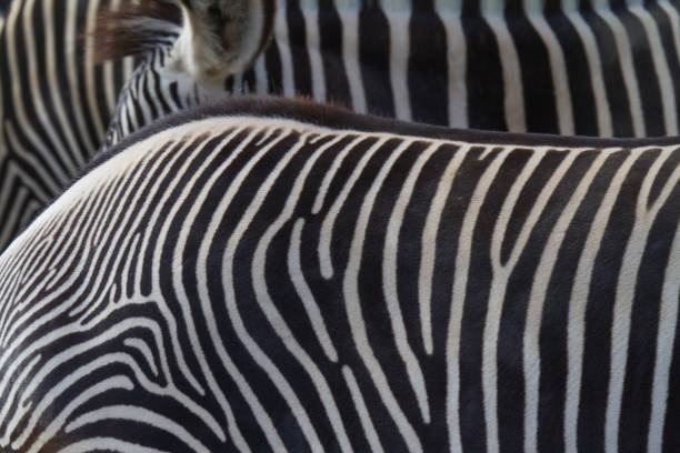 istock Close-up view of zebra stripes - pattern, texture 1404168324