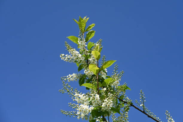 A beautiful white blossoming tree with the backdrop of a clear blue sky