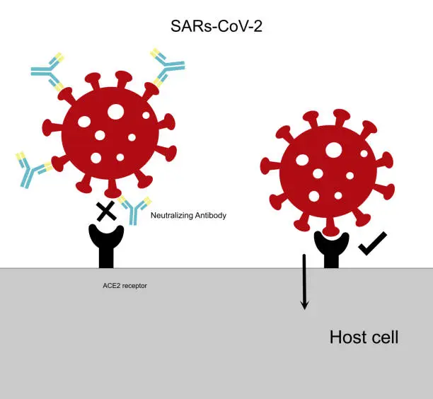 Vector illustration of The host cells invasion of SARS-CoV-2 (COVID-19) are inhibited by neutralizing antibodies.