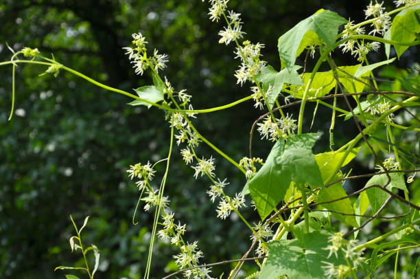 istock In the wild echinocystis lobata grows 1404169140