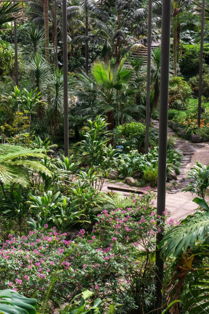 istock Greenhouse with tropical plants inside view 1404169143