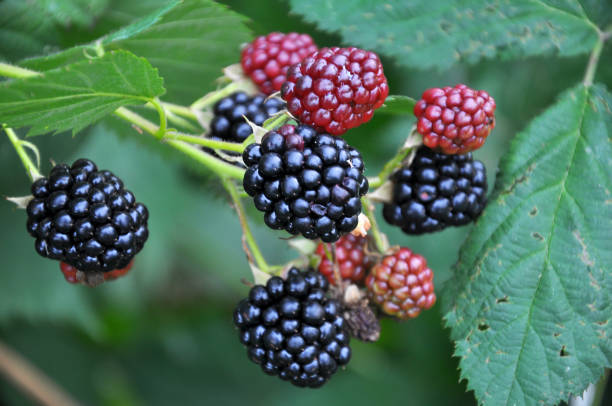 istock On the branch ripen the blackberries (Rubus fruticosus) 1404169177