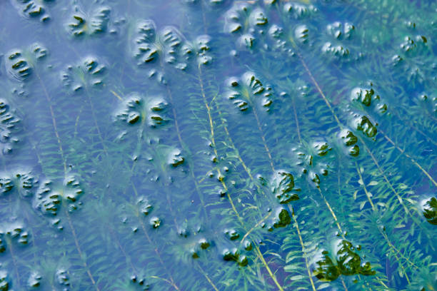 Top view of aquatic plant background texture