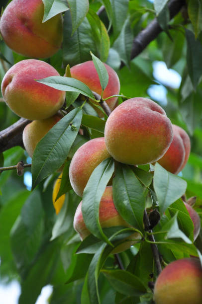 istock On the tree branch ripe peach fruits 1404169982