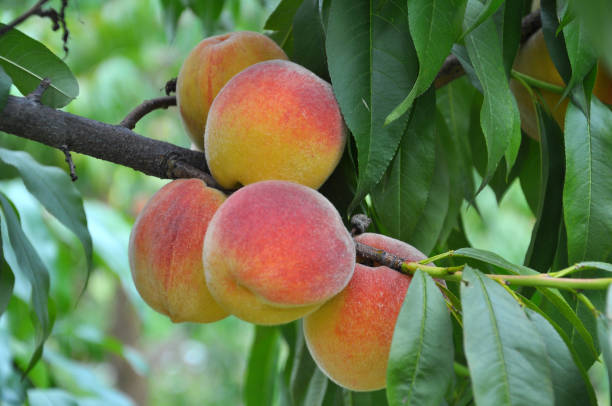 istock On the tree branch ripe peach fruits 1404169983